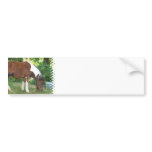Grazing Pony  Bumper Stickers