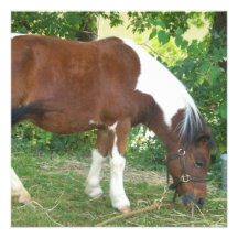 Grazing Pony Invitations