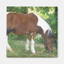 Grazing Pony  Magnet