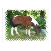 Grazing Pony  Postcard