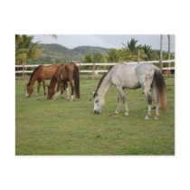 Grazing Post Card