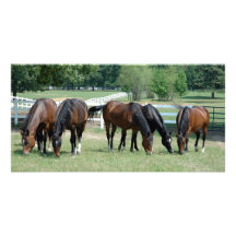 Grazing Quarter Horses Custom Photo Card
