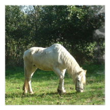 Grazing White Horse Invitations