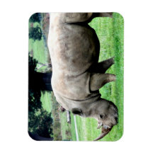 Grazing White Rhino Flexible Magnet