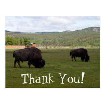 Grazing Wood Bison; Thank You Post Cards