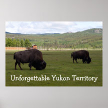 Grazing Wood Bison; Yukon Territory Souvenir Posters