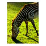 Grazing Zebra Post Card