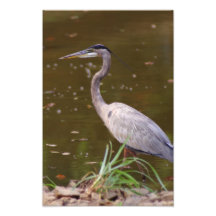Great Blue Heron at Cooper Creek Photograph