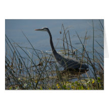 Great Blue Heron at Viera Wetlands Card