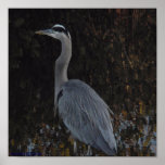 Great Blue Heron, Blackpoint Wildlife Refuge Print