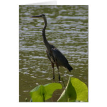 Great Blue Heron Card
