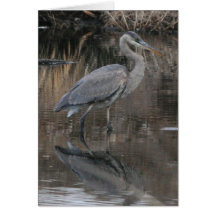 Great Blue Heron Card