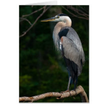 Great Blue Heron Card