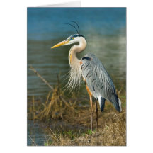 Great Blue Heron Card