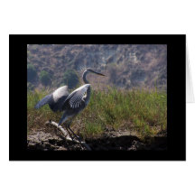 Great Blue Heron Card