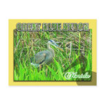Great Blue Heron, Everglades National Park, FL Postcards