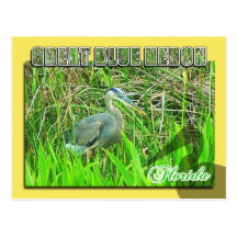 Great Blue Heron, Everglades National Park, FL Postcards