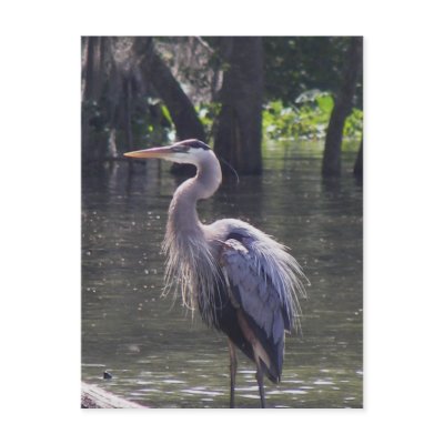 Great Blue Heron Fishing for Lunch Post Card by klricca