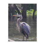 Great Blue Heron Fishing for Lunch postcards