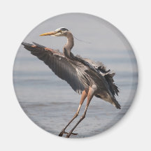 Great Blue Heron Fridge Magnets