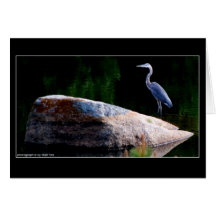 Great Blue Heron Greeting Card