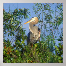 Great Blue Heron in Everglades Poster