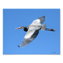 Great Blue Heron in Flight 8x10 Art Photo