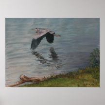 Great Blue Heron in Flight Bird Art Print
