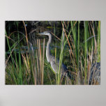 Great Blue Heron in the Everglades Grass