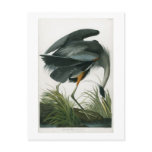 Great Blue Heron, John James Audubon Postcards
