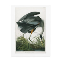 Great Blue Heron, John James Audubon Postcards