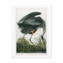 Great Blue Heron, John James Audubon Postcards