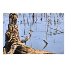 Great Blue Heron Photograph