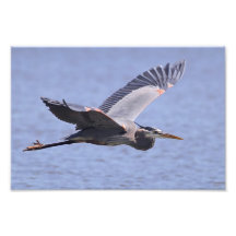 Great Blue Heron Photographic Print