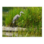 Great Blue Heron Post Cards