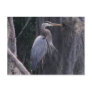 Great Blue Heron Postcards