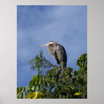 Great Blue Heron Poster