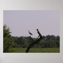 Great Blue Heron Posters