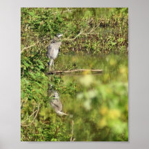 Great Blue Heron Posters
