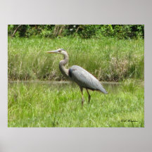 Great Blue Heron Posters