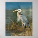 Great Blue Heron Print