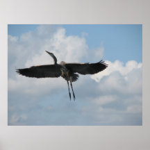 Great Blue Heron Print