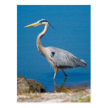 Great Blue Heron Wading Postcard