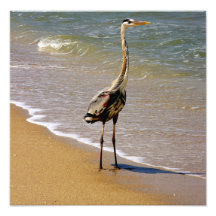 Great Blue on the Surf. Melbourne Shores. Photograph