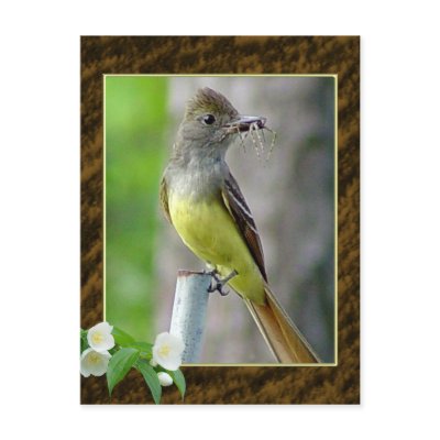 Great Crested Flycatcher Postcard 2 by natures_edge