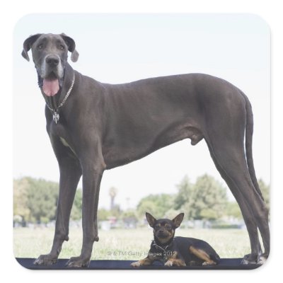 Great Dane Stickers