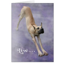Great Dane 'Duke' Greeting Cards