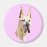 Great Dane Fawn Cropped Magnet