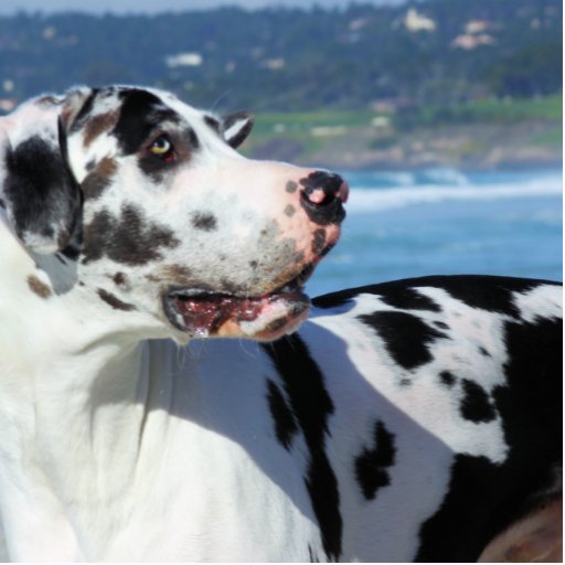 Great Dane - Harlequin - Bogey Photo Cut Outs