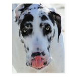 Great Dane - Harlequin - My Tongue Touches My Nose Post Card
